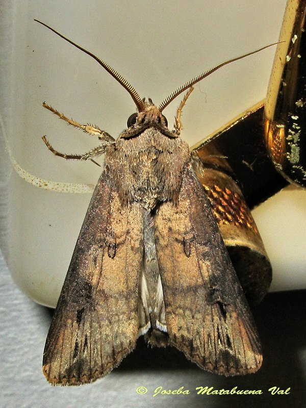 Agrotis ipsilon - Noctuidae
